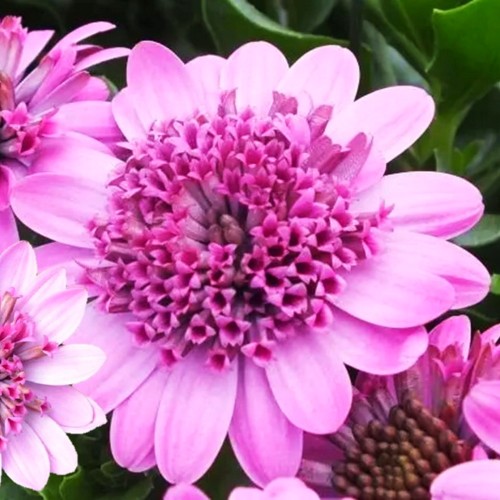 Osteospermum ecklonis 'Erato® Double Rose' - Eckloni kuldkakar 'Erato® Double Rose' P9/0,55L